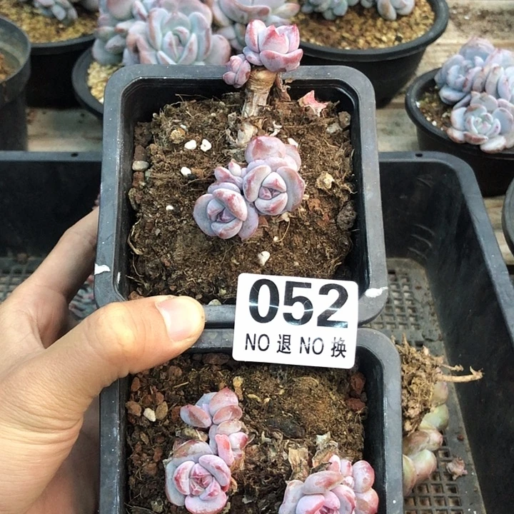 星影石榴籽福利出咯 052