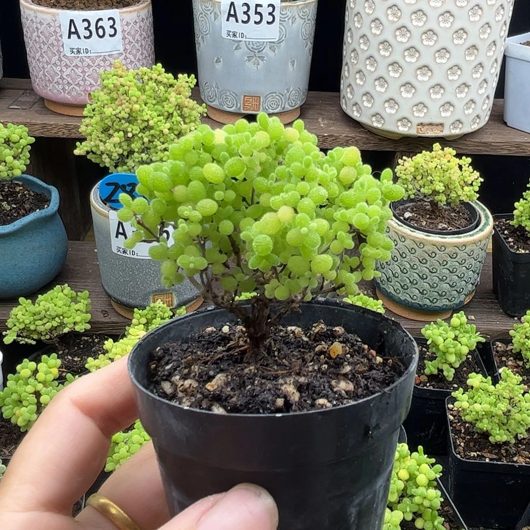 蜜***橘蜜桔糖球优选枝干番杏