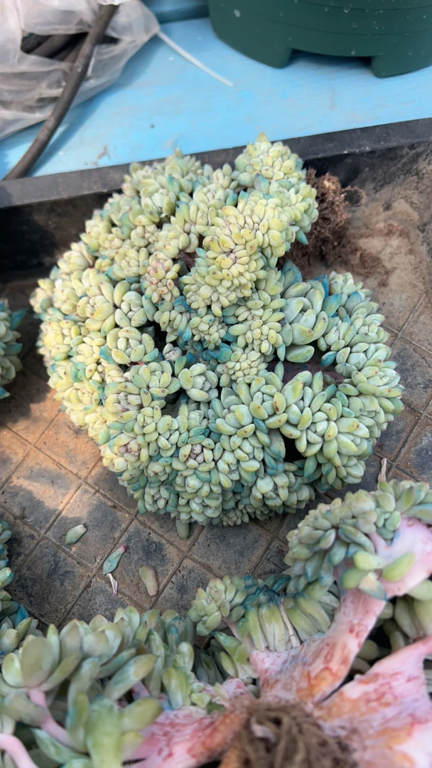 毛毛猫姐姐星影朵朵缀