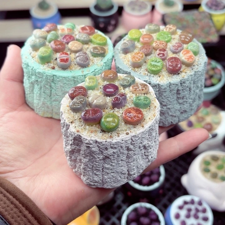 589零下地区记得拍保温箱