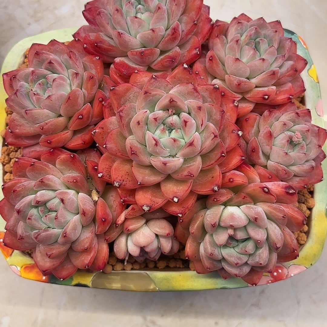 阿尔巴佳人11111111111