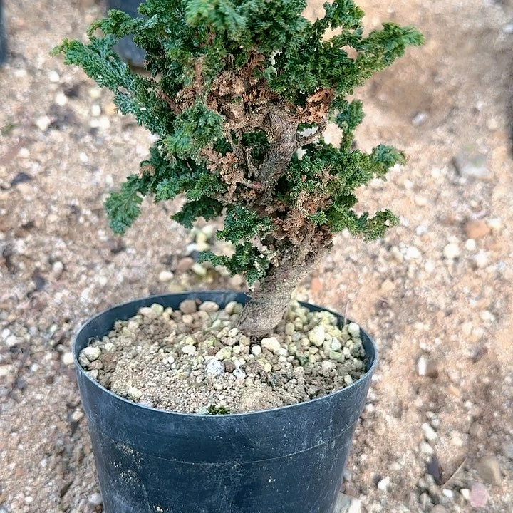 【闪购商品】X8新盆口不退不换