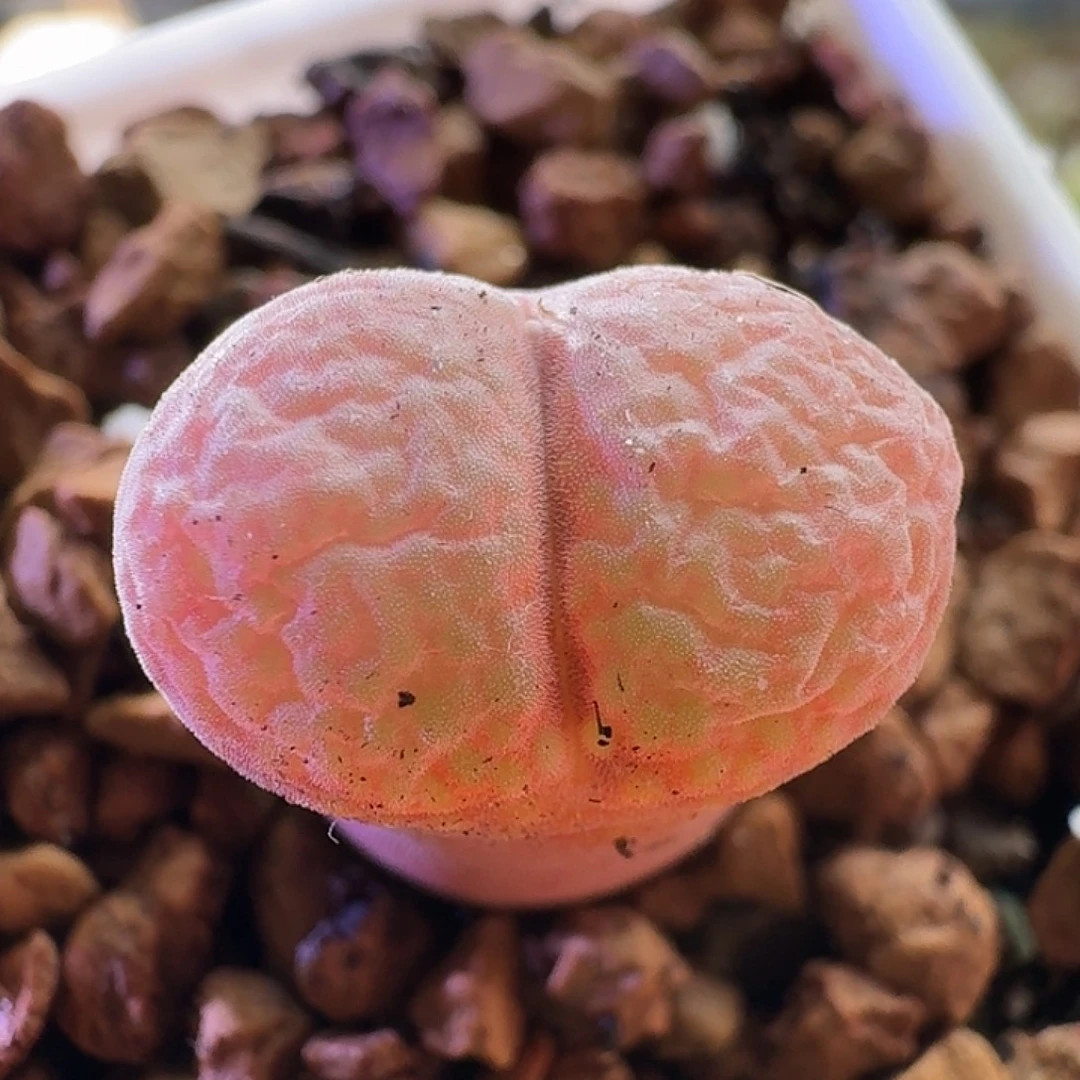 2451白花krc10风铃玉