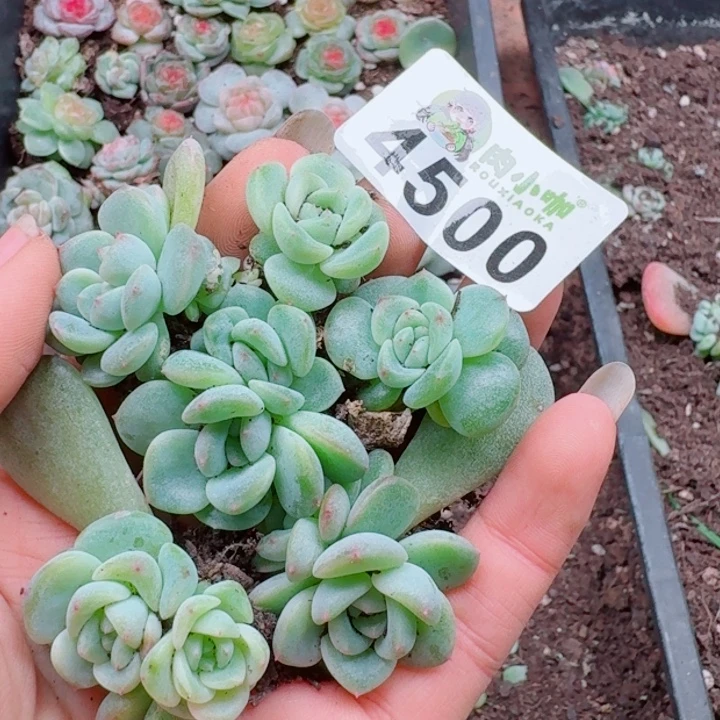 多肉植物多肉植物多肉植物