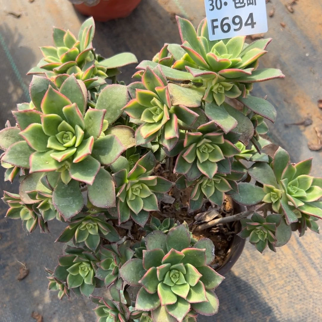 694 多肉法师艳日灰