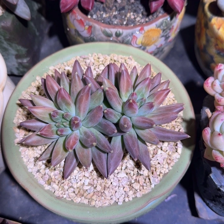 TTN 双头 一物一拍