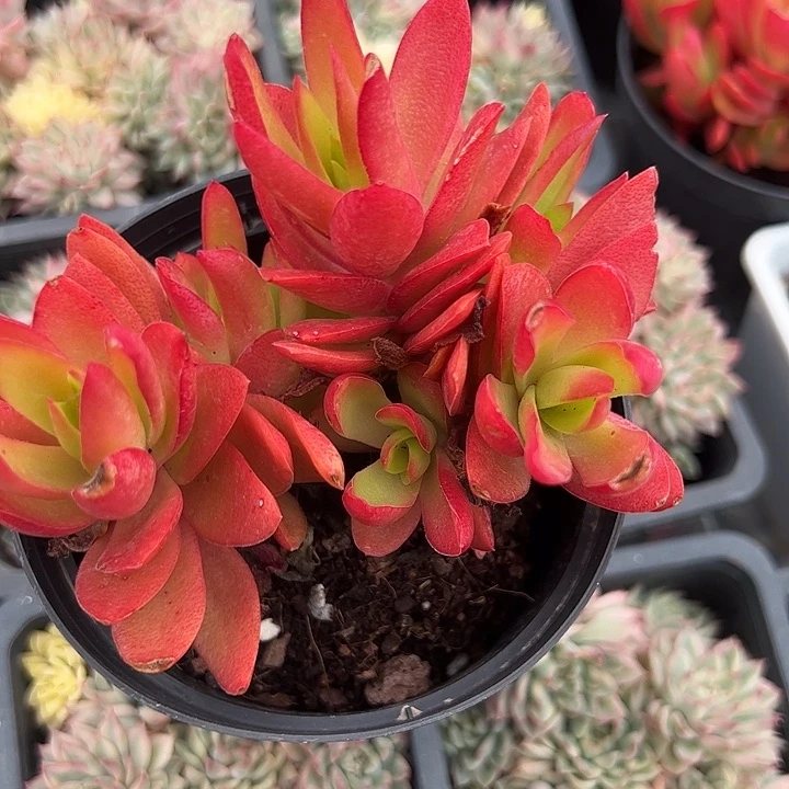 火祭多肉植物精品