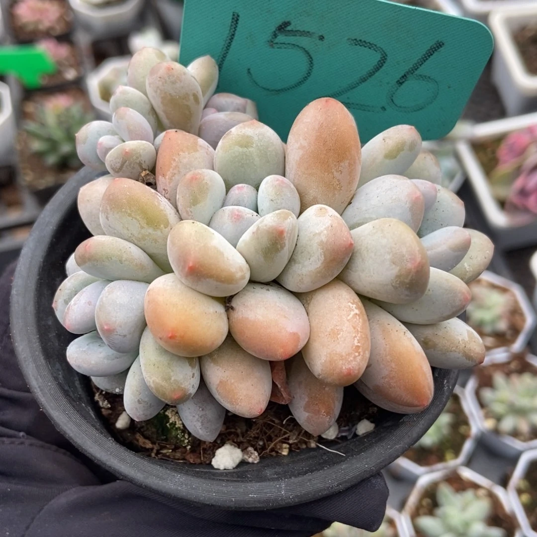 1526香水多肉植物