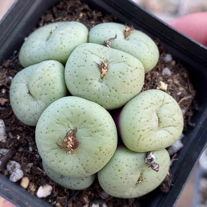 1857吕氏大饼一群