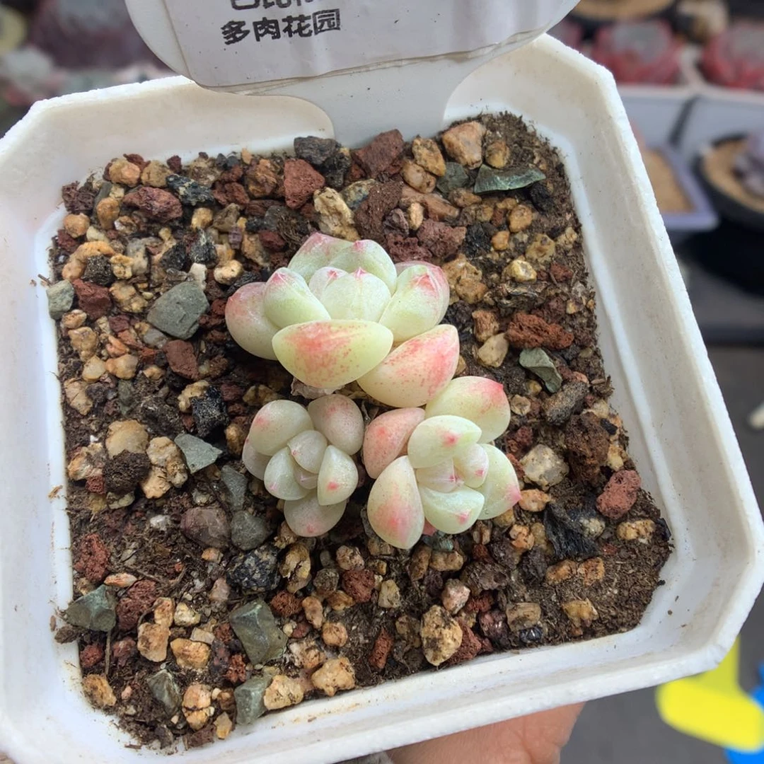 8白底冰玉多肉植物