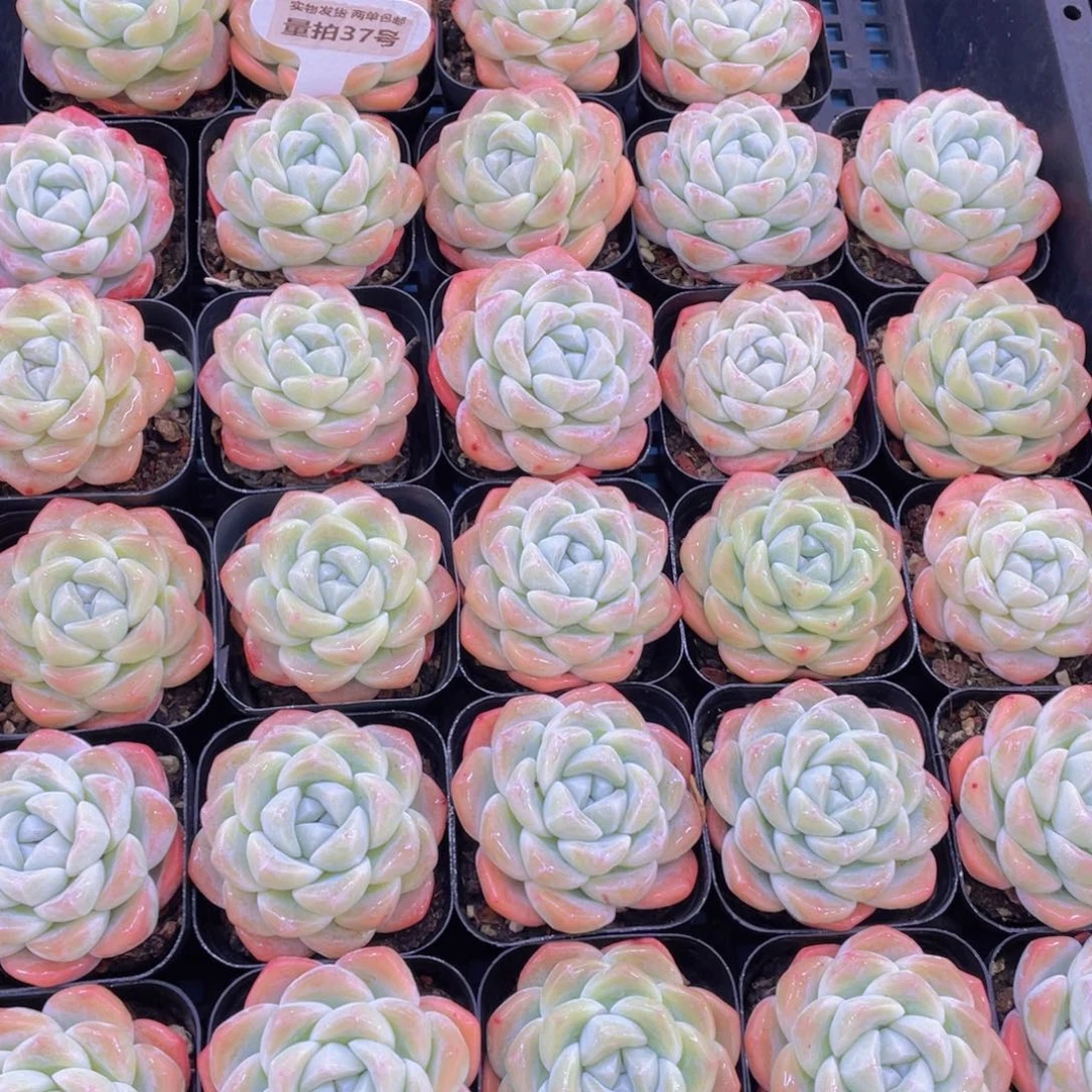 量拍37号奶油凝脂胖冰玉单头一个m