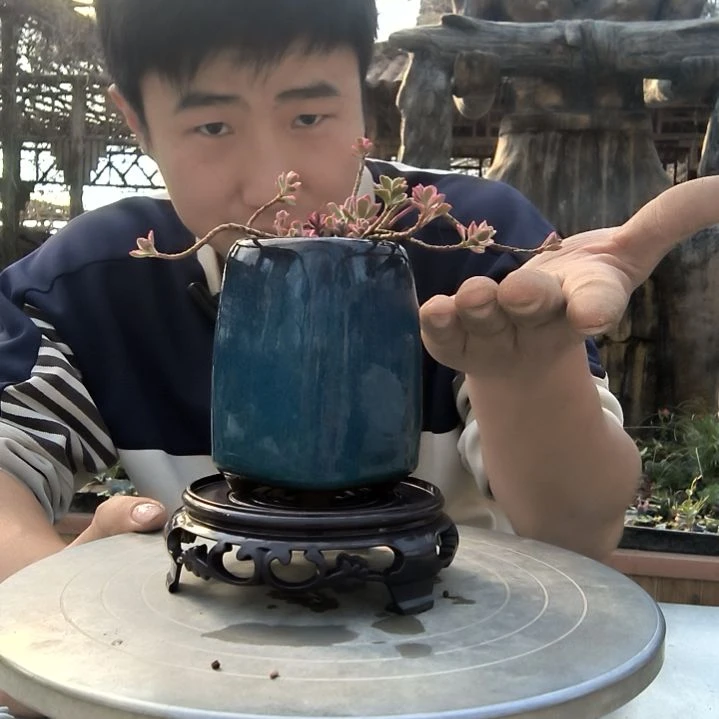 中*孟小盆景小植物一物一拍161