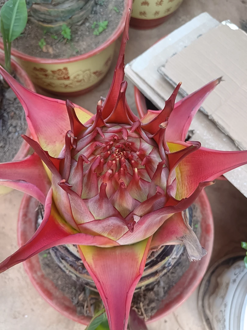 地涌青莲紫莲高端千瓣地莲花 长年开花