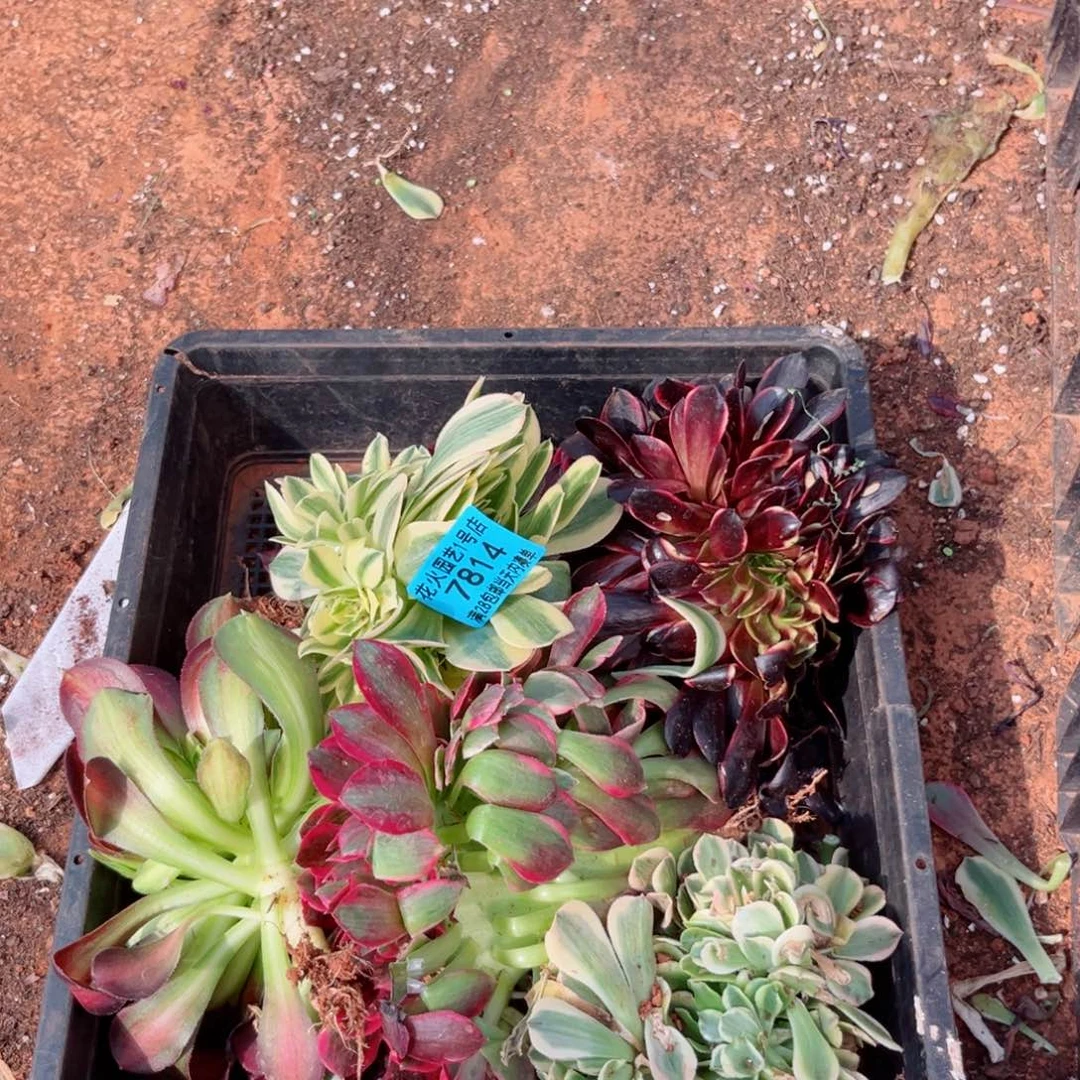 组合7814多肉植物