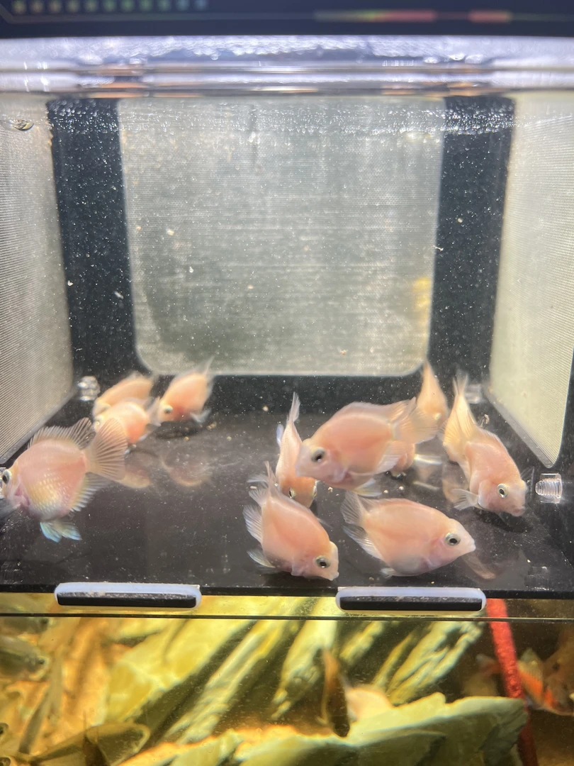 胭脂粉宝蓝白金等亚成迷你鹦鹉小型热带观赏鱼耐活好养