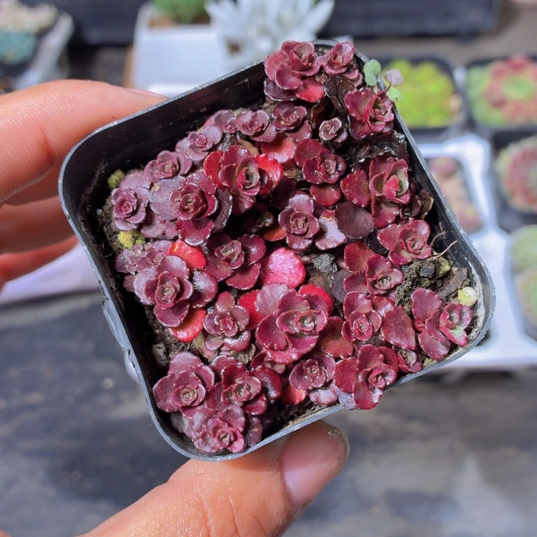 小球玫瑰多肉9.9包邮发货