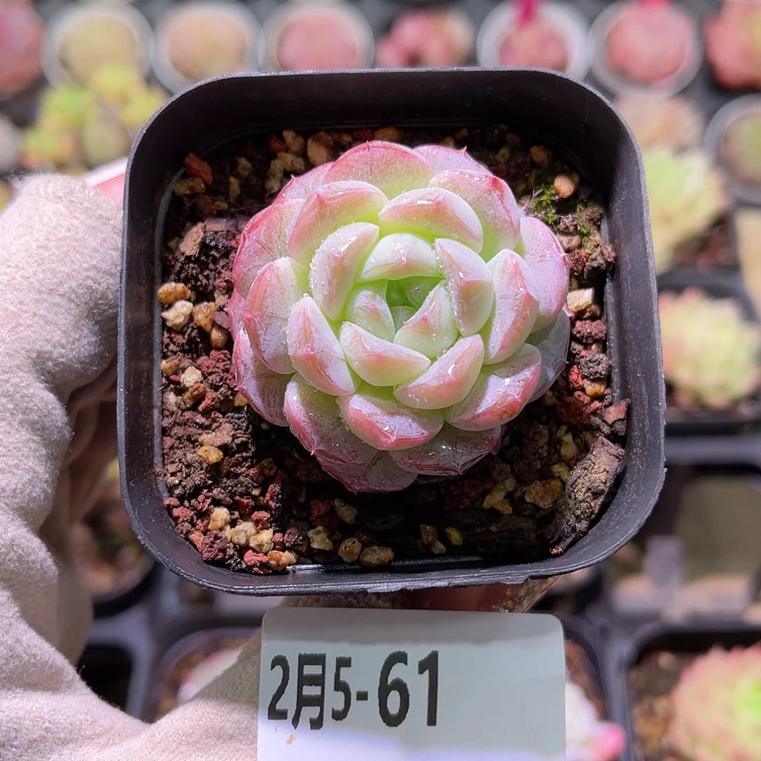 花利美5-61白桃汽水