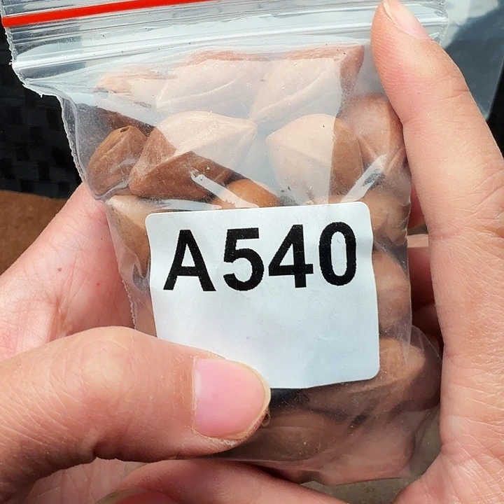 无***虞橄榄核手串/手链橄榄