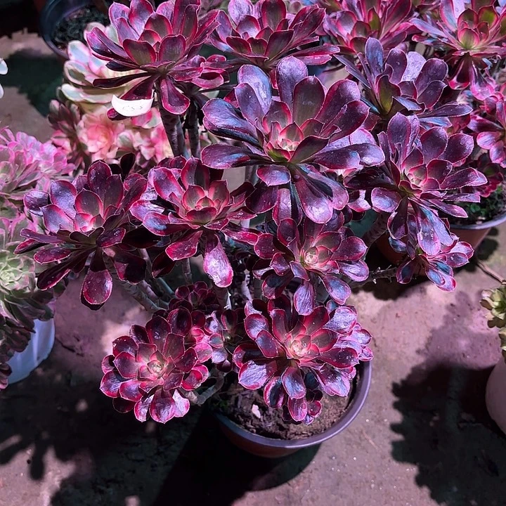 落***幕多肉植物丽娜0558