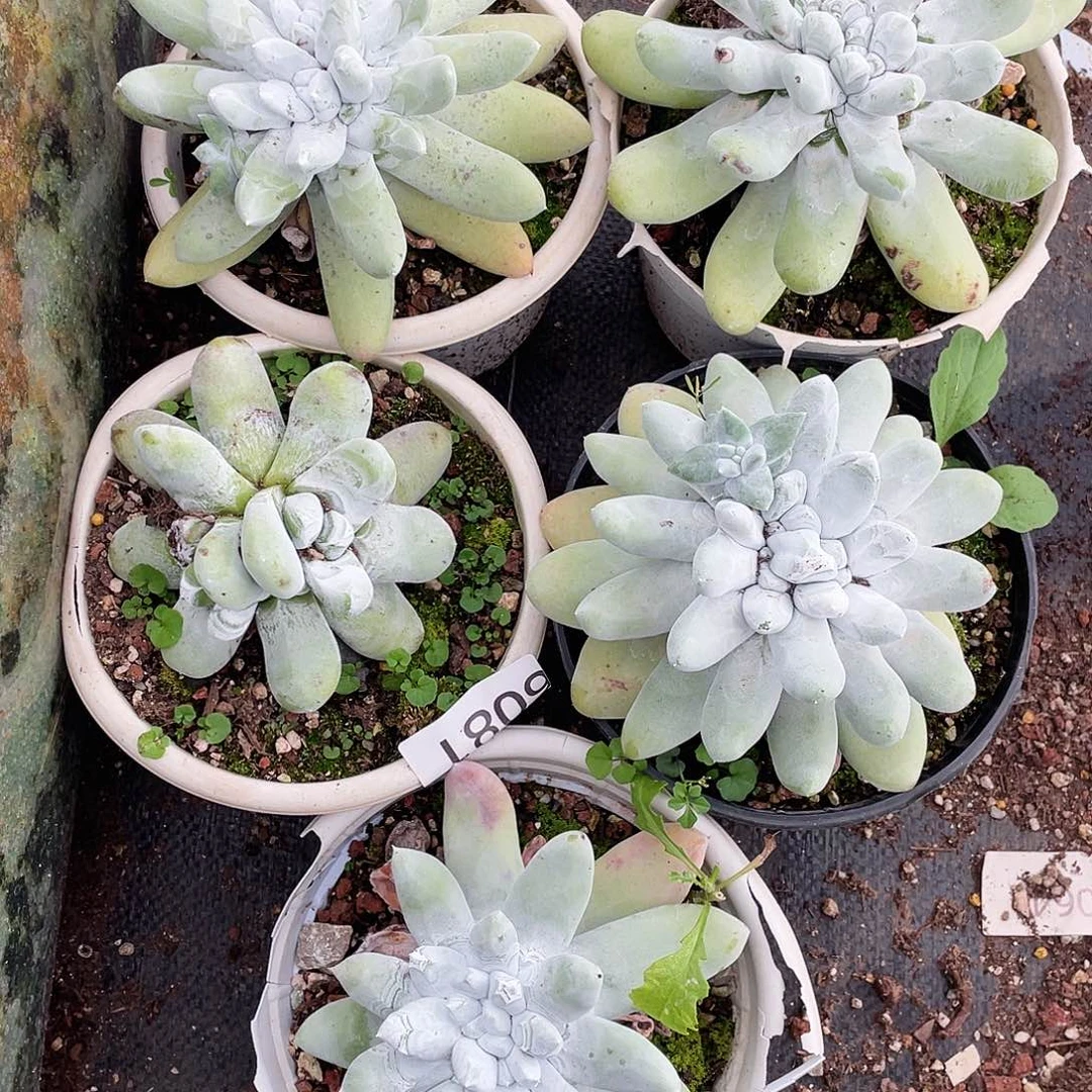 双头花朵脸红拇指量拍