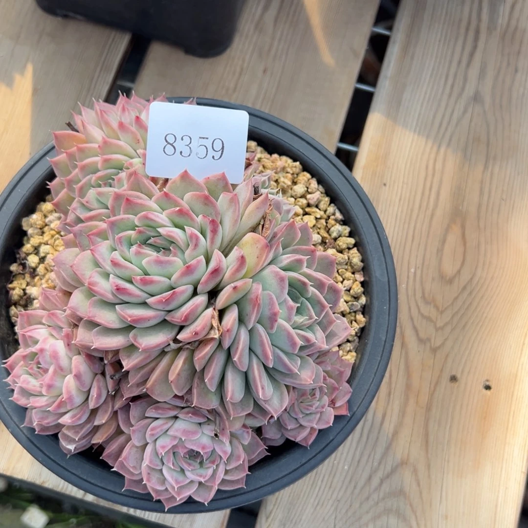 农**果8359多肉多多多多多