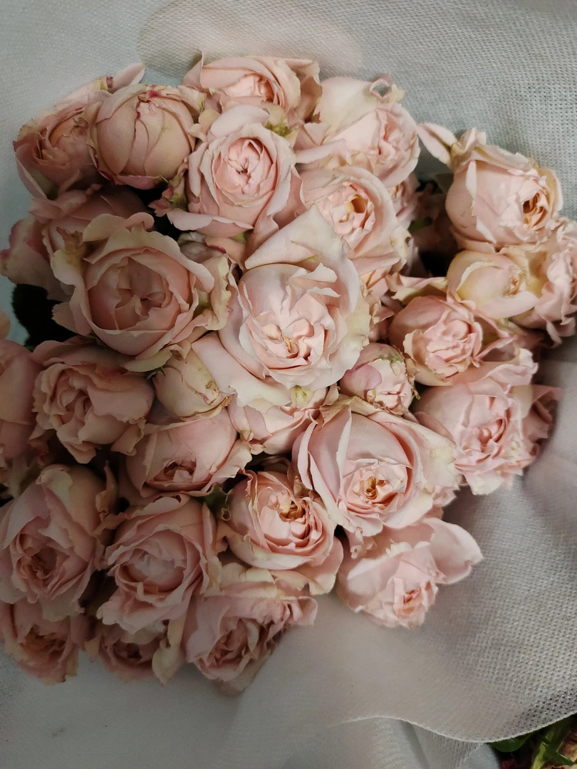 富贵朱丽叶多头玫瑰稀有品