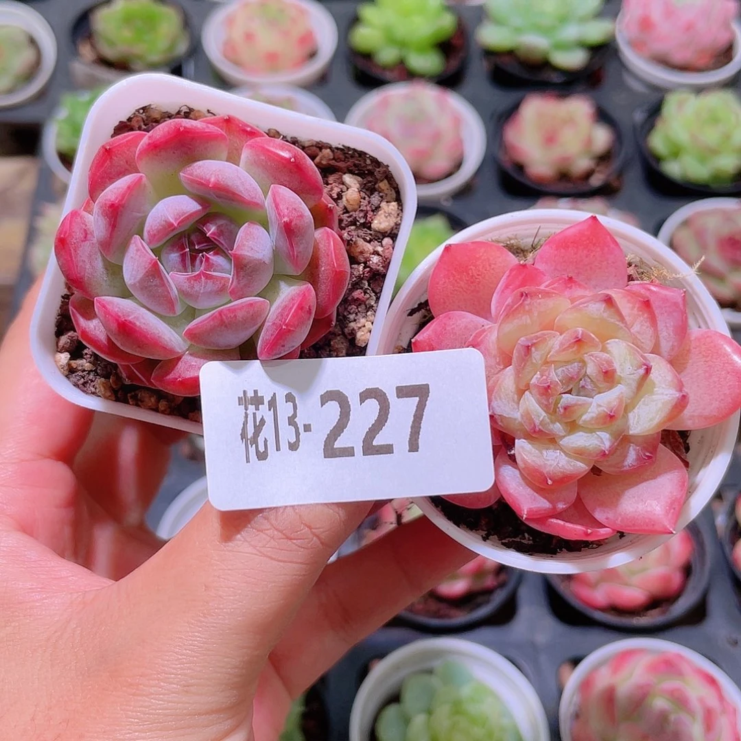 花利美13-227新品2颗