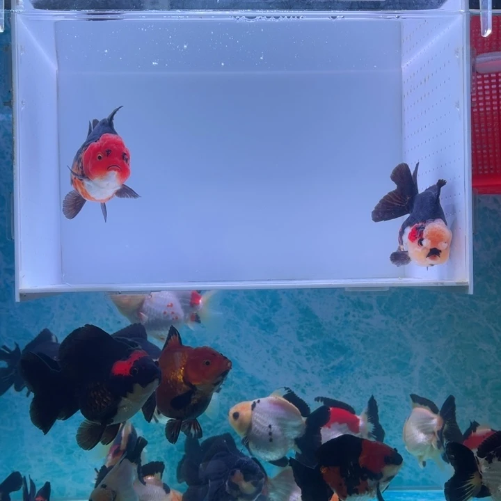 金鱼玛丽金鱼链接