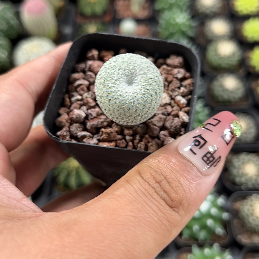 月世界单头发货单头