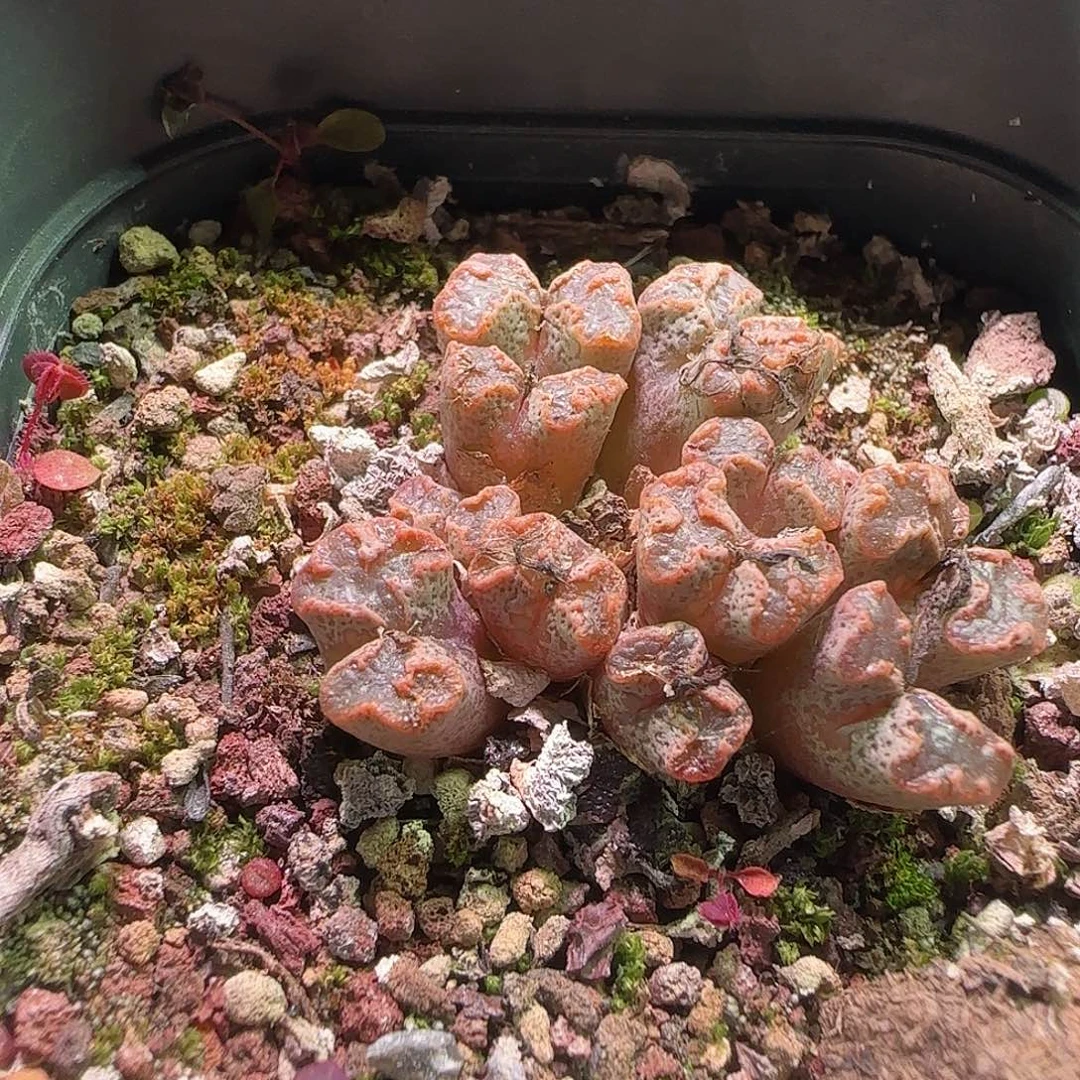 颖***寅哈哈哈哈哈哈哈。 413