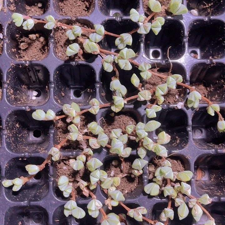 精品碧玉莲多肉植物