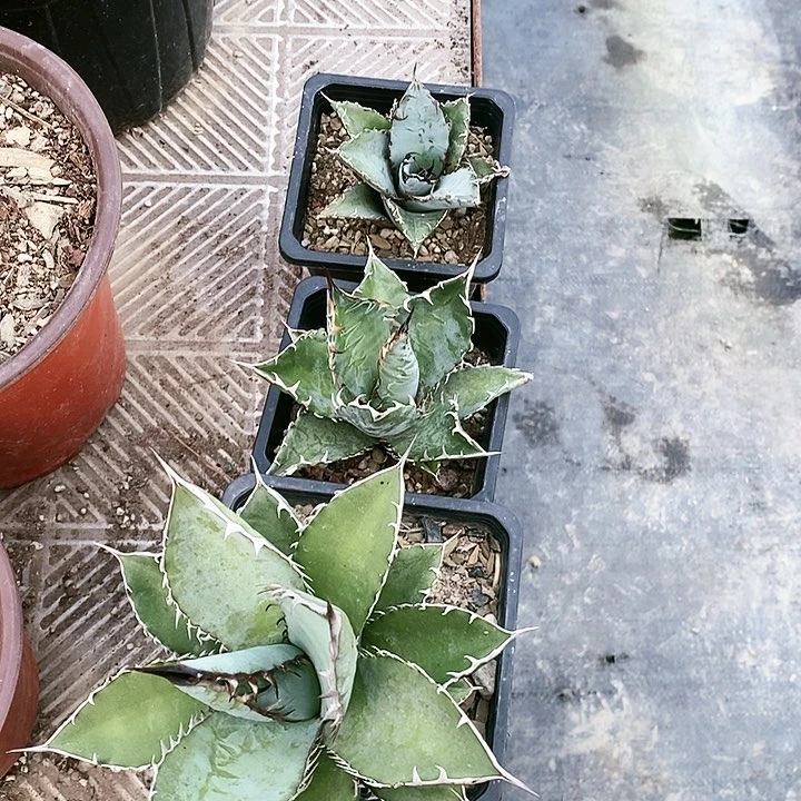 【闪购商品】无花朵张**。龙舌兰蓝肌仁王冠