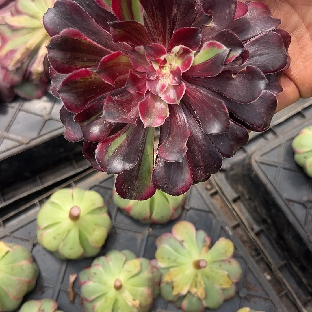 段***）精品多肉植物441同花顺