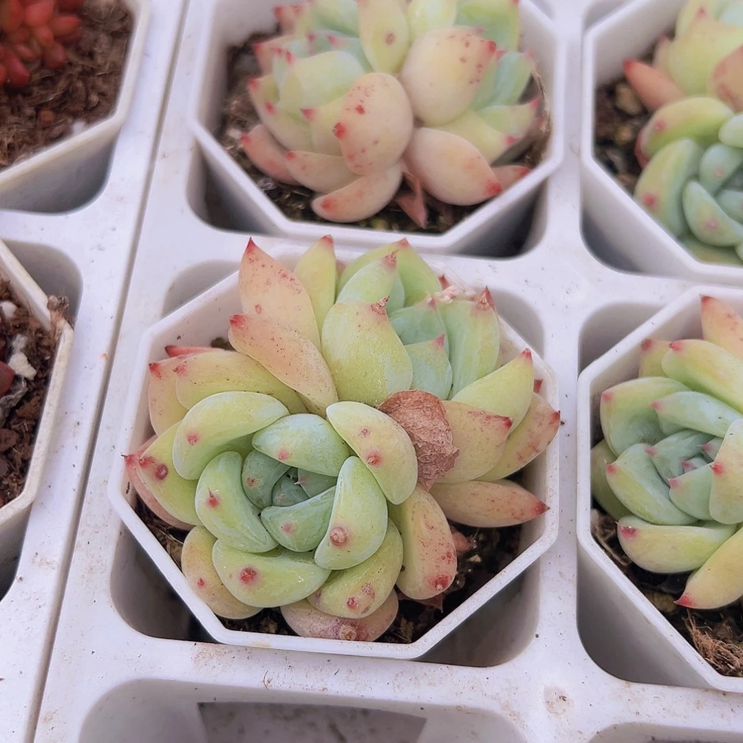 8角盆白拉糖19包邮