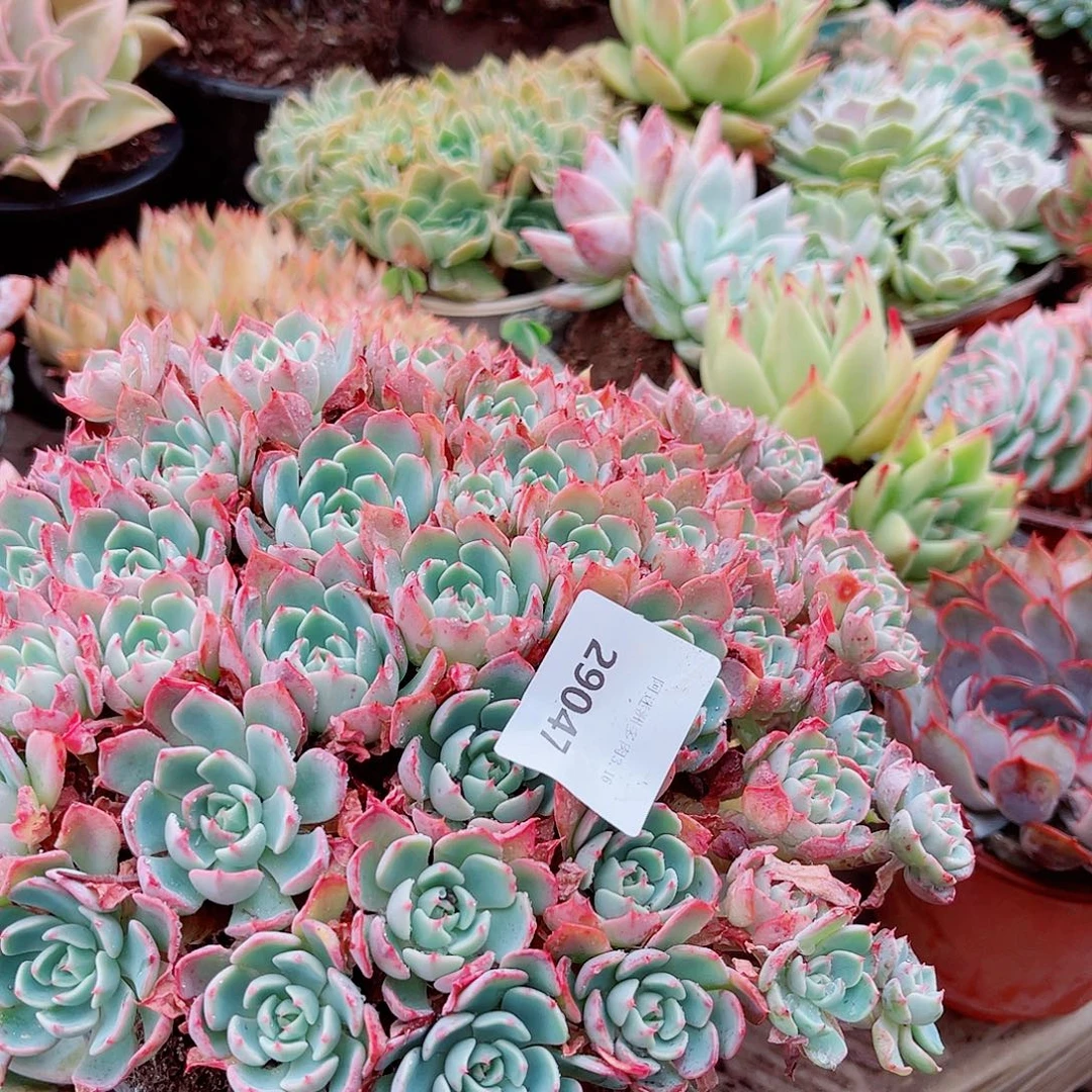 真***乖29047多肉植物一物一拍