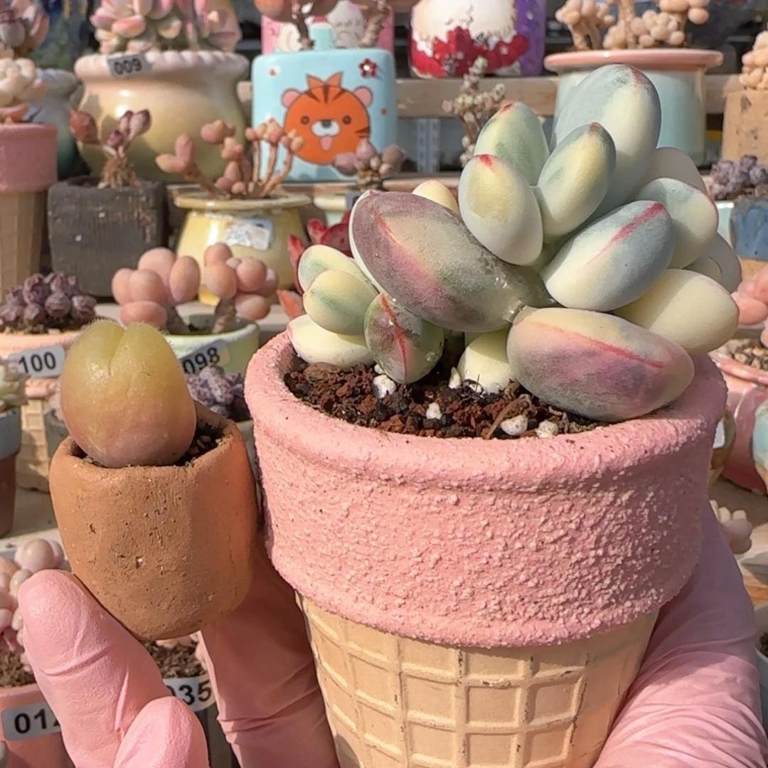 人***天毛翠带盆种好