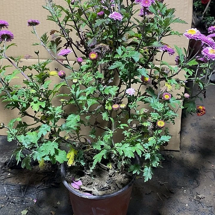 梦***溪完全开放盆景菊花里