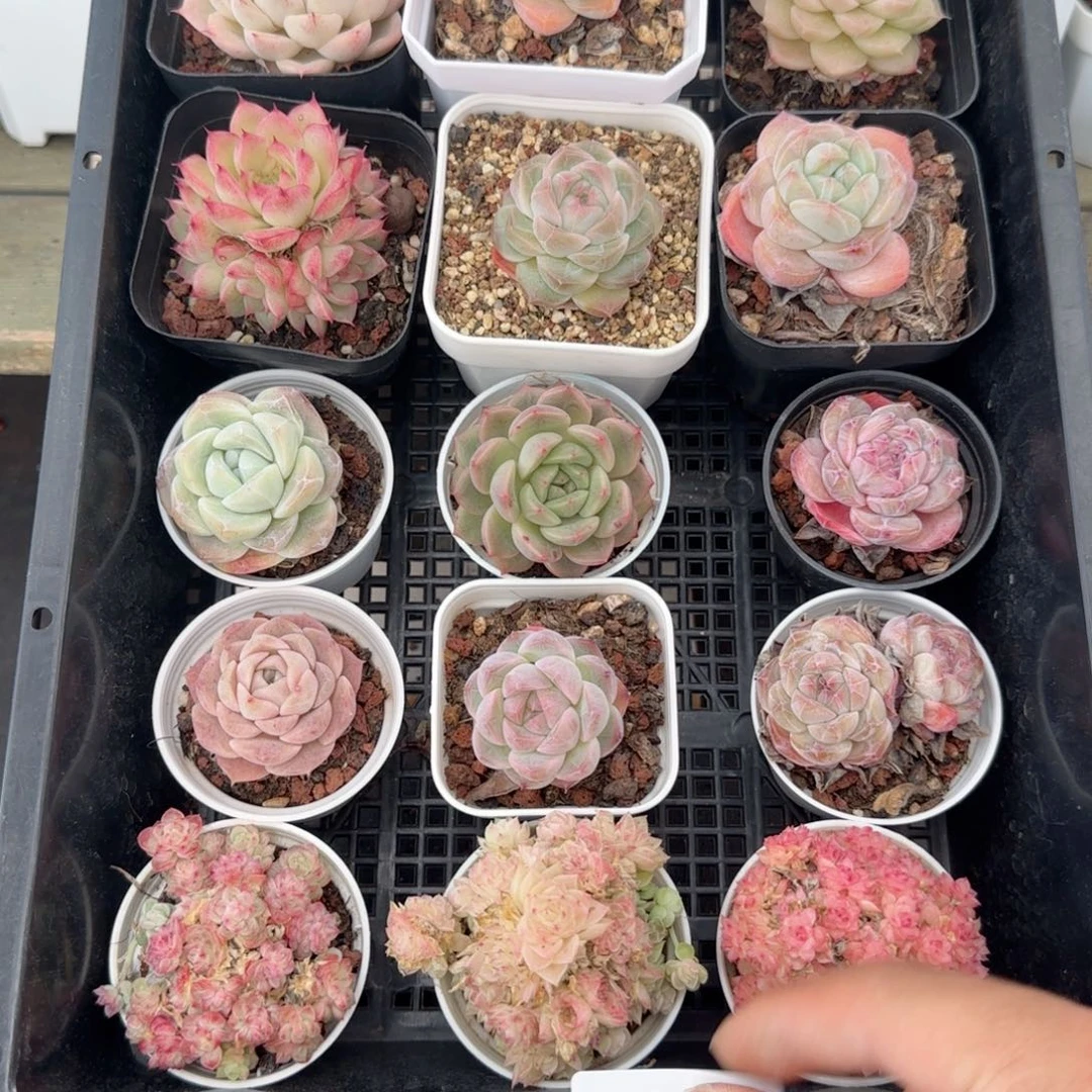 框拍框拍0219-142