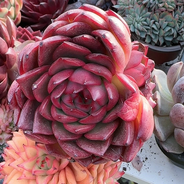 青蛙王子儿童1。111