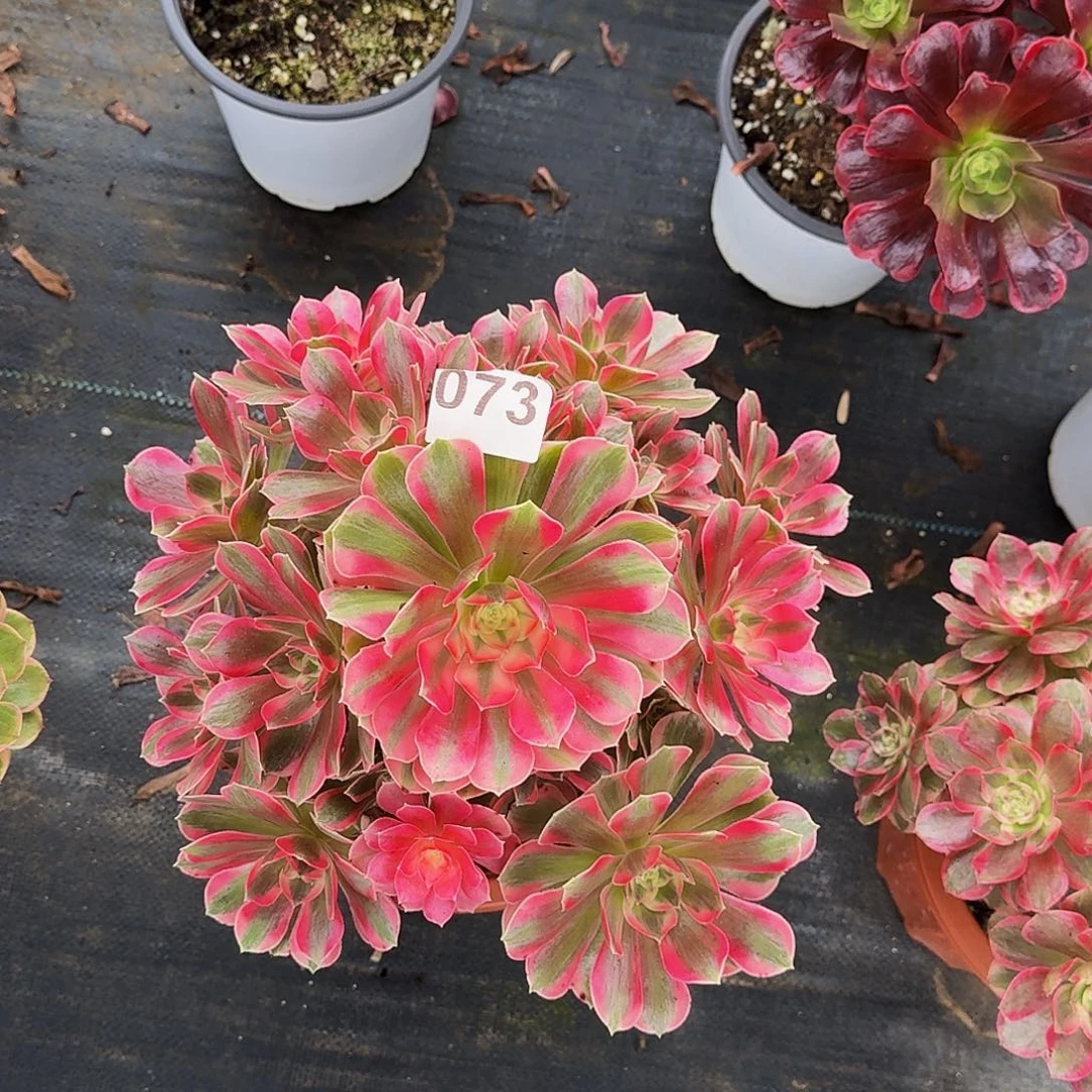 073女妖冠服30公分