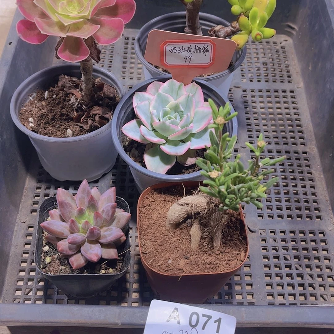 多肉071多肉植物1