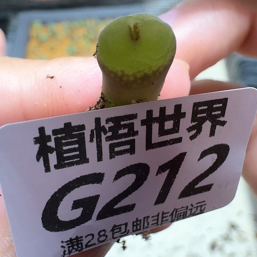 多肉植物的人生fghh