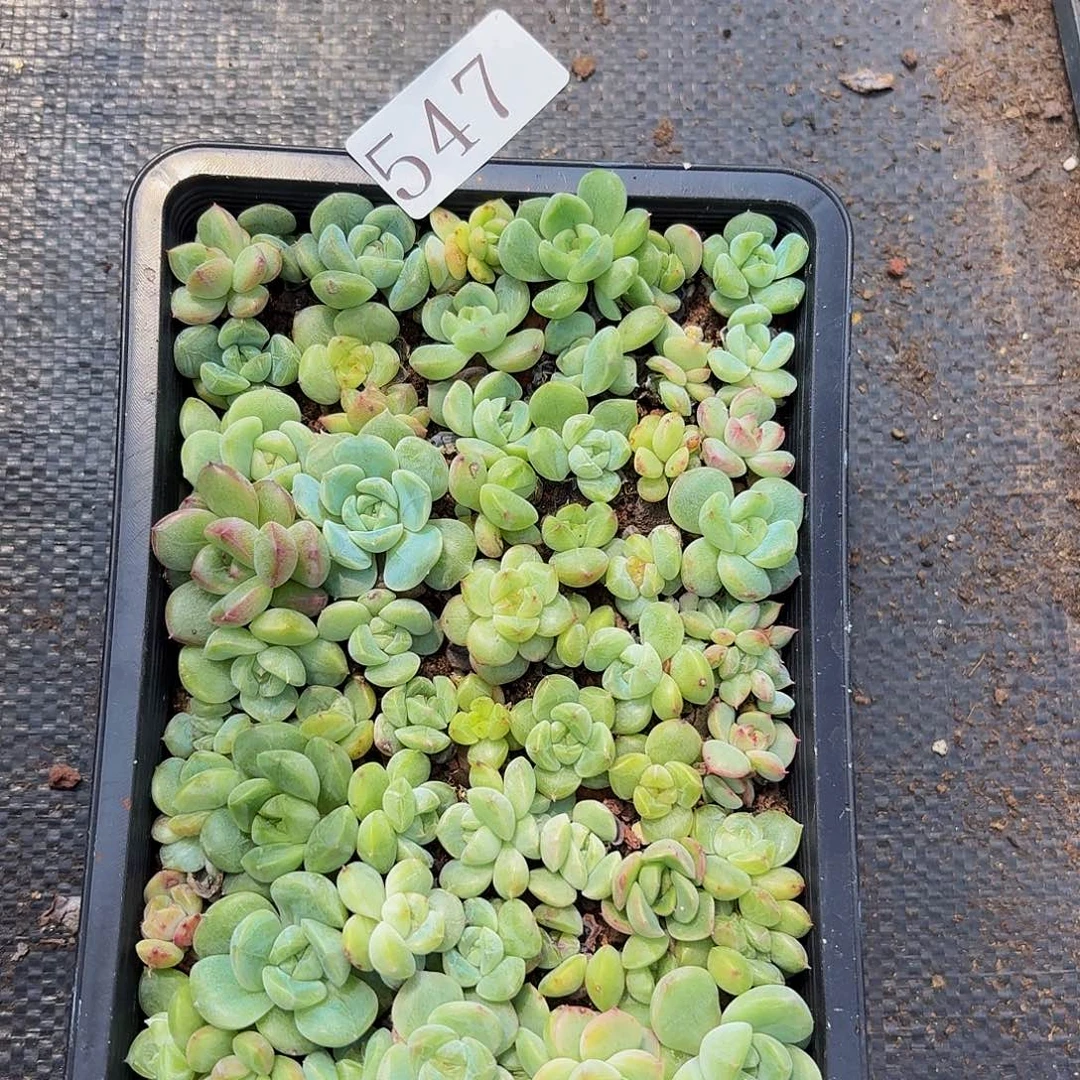 l****a多肉植物多肉植物547