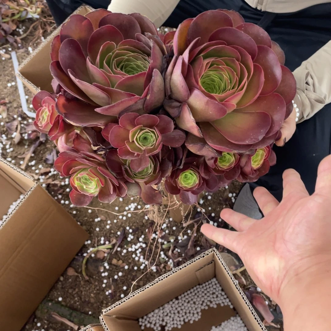 魅金玫瑰2颗不周正没有售后