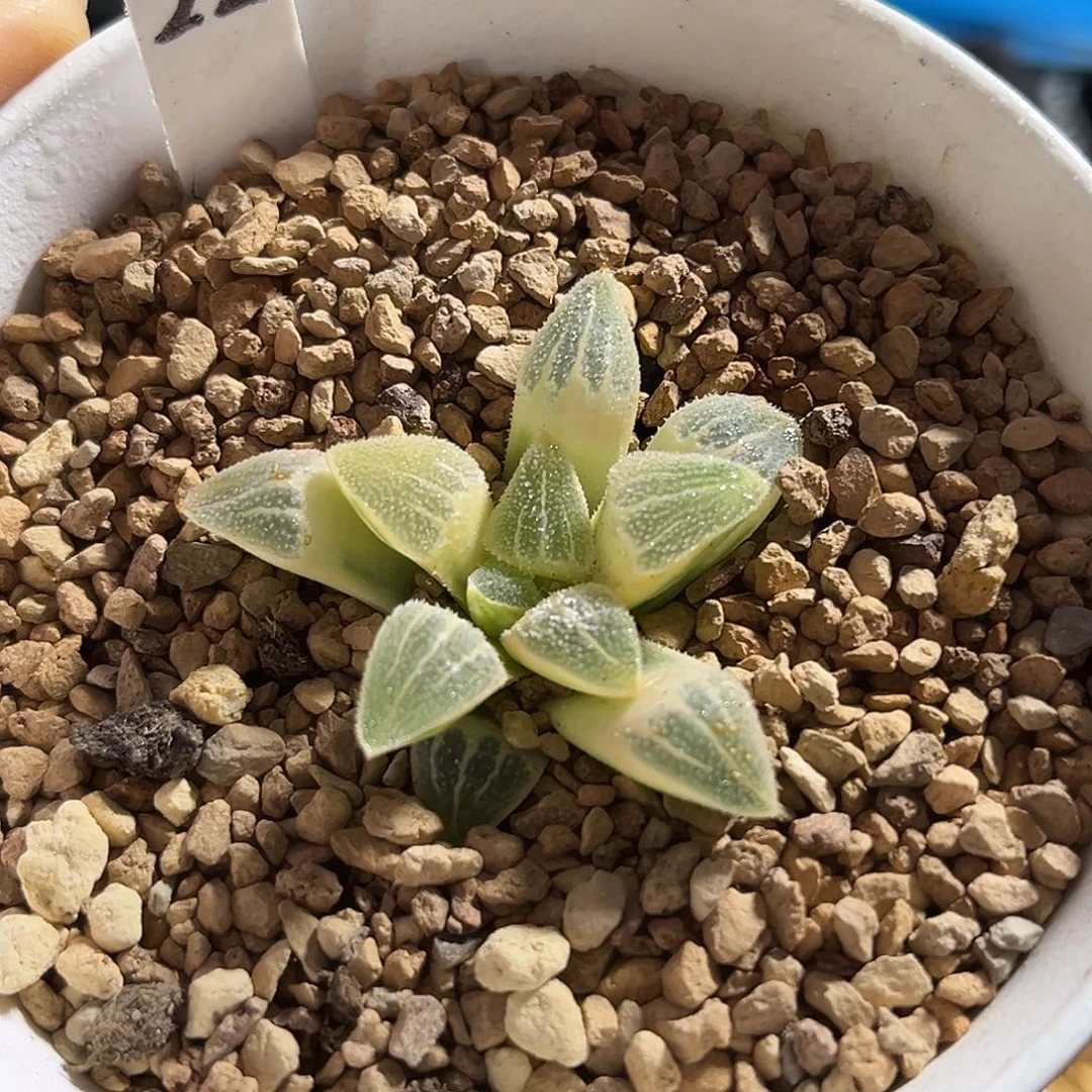 22实生糊斑磨面寿锦福利