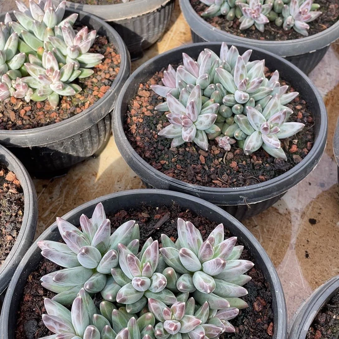 凤羽精控平头桩15厘米可挑