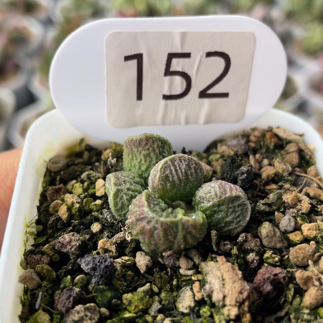 肉*君    实生杂交。  152。