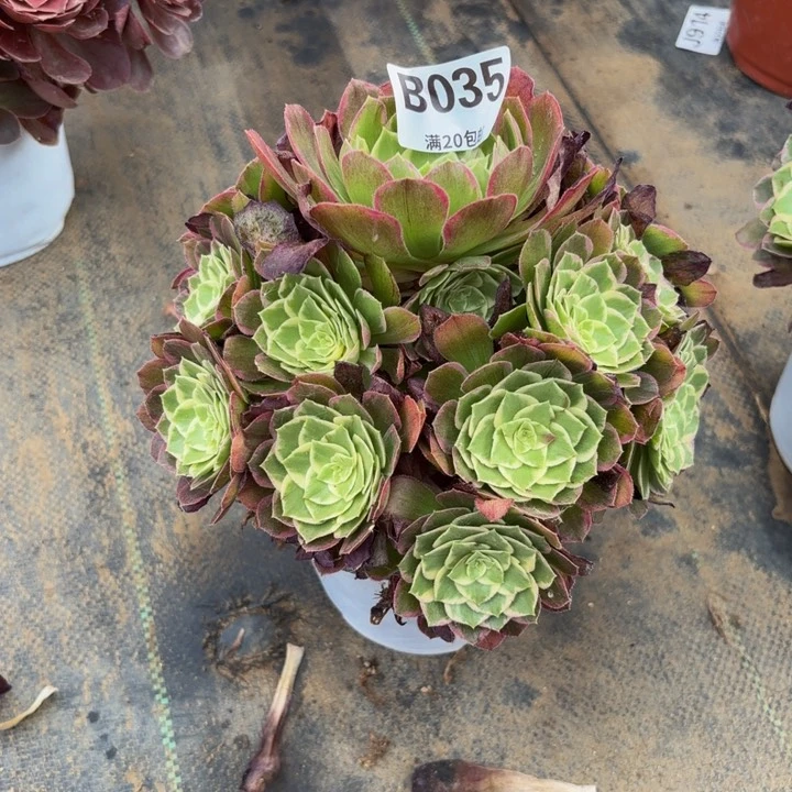 瑞妈多肉园艺，035