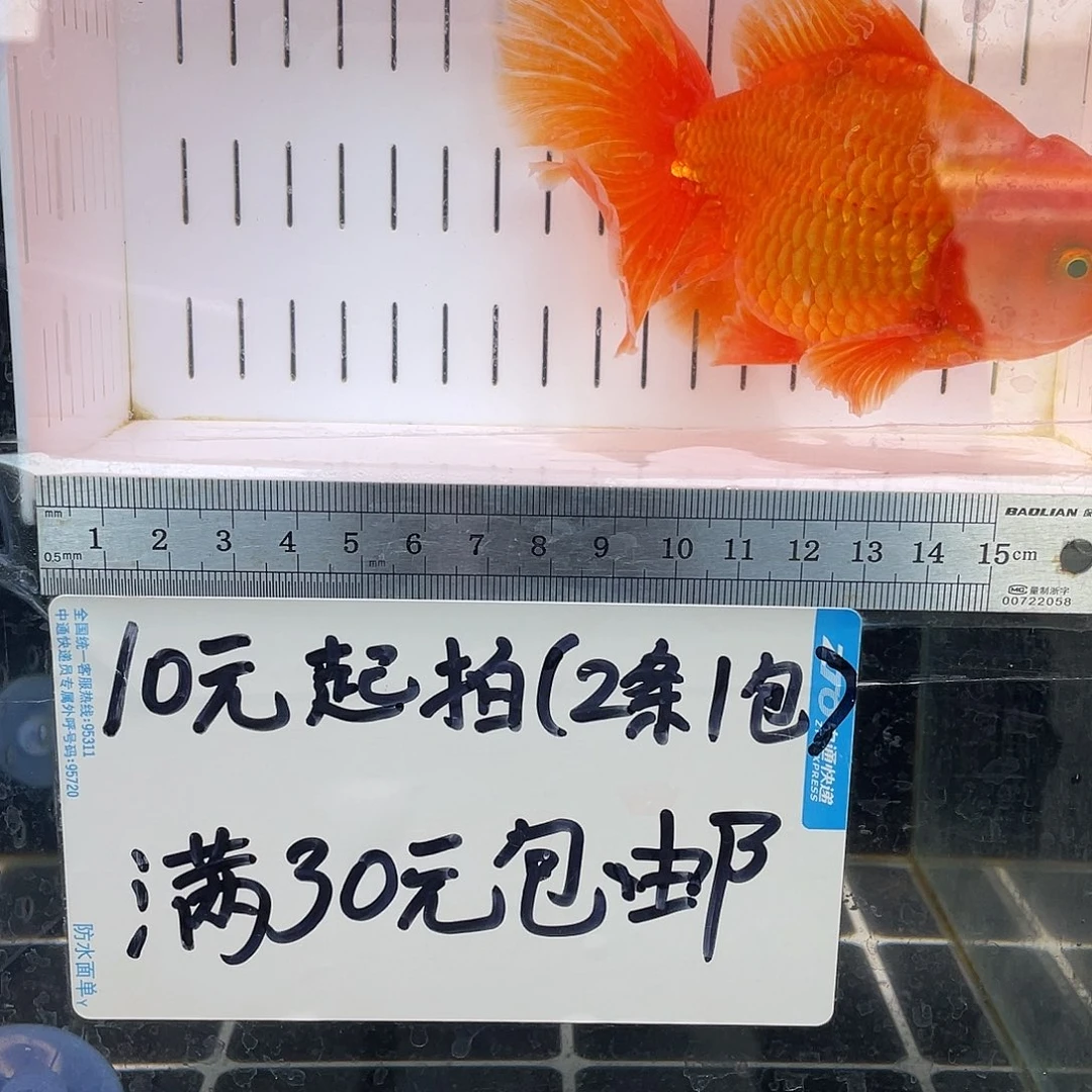 金鱼胖***爱金鱼福利多多