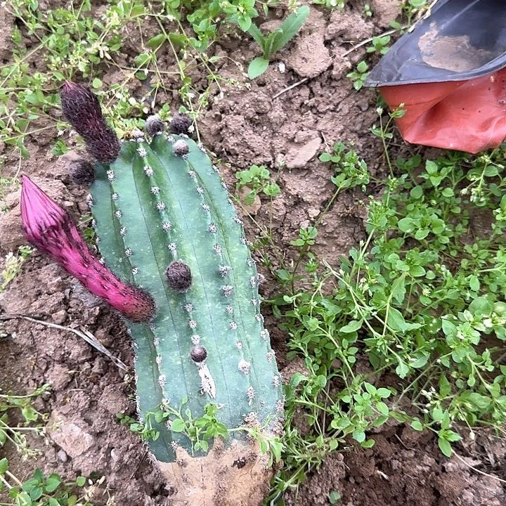 茶*、红啪啪毛花柱30的